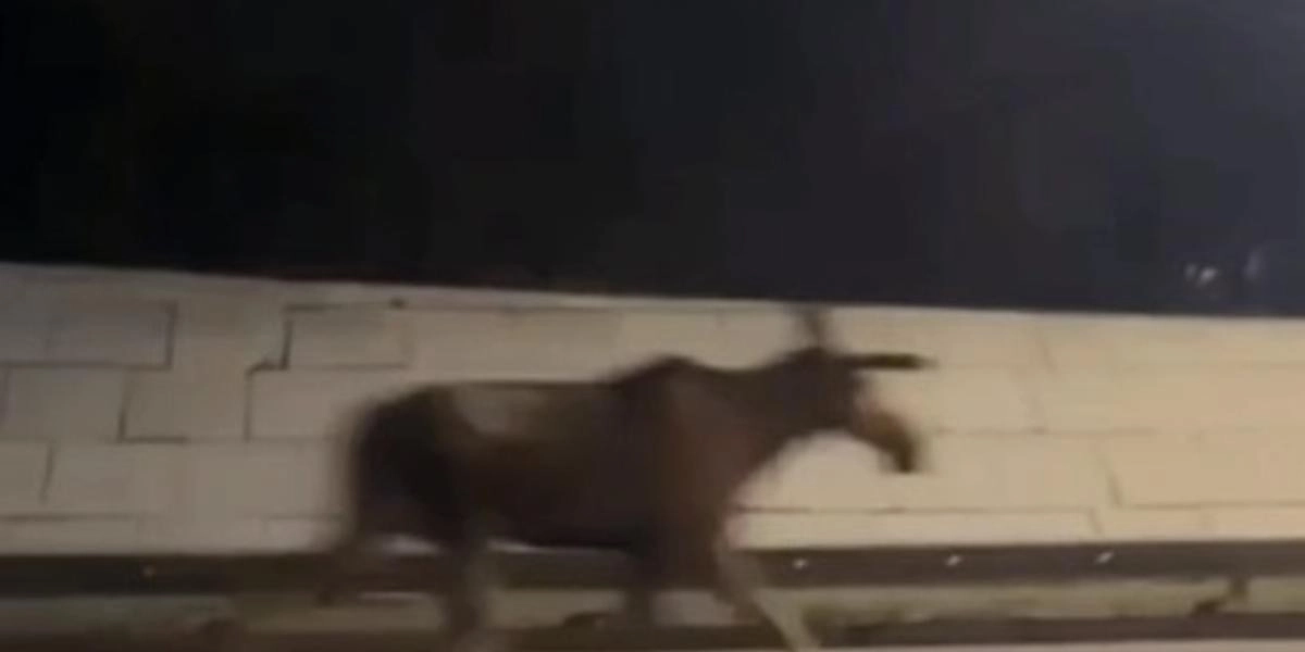 Кадр из видео