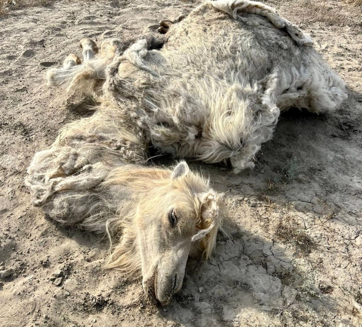 Фото: Facebook//Доссор Жаналыктары