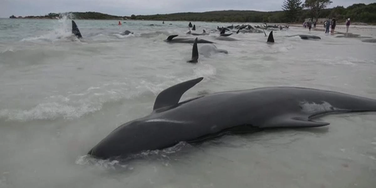 Кадр из видео