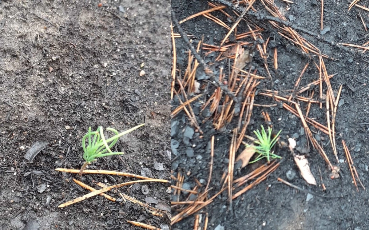 Коллаж: ИА «NewTimes.kz»