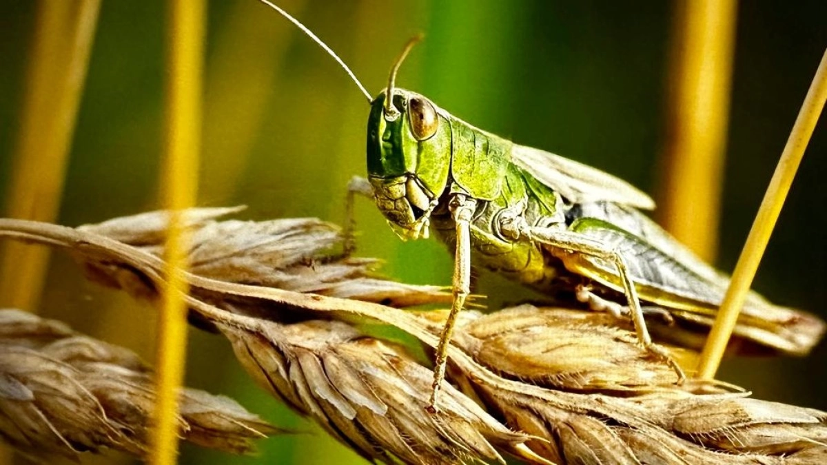 Фото: pixabay.com