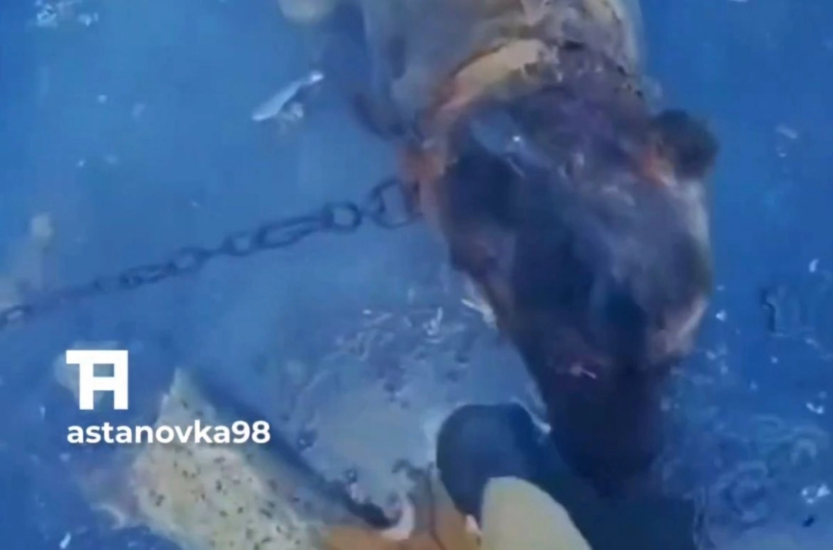 Фото: кадр из видео