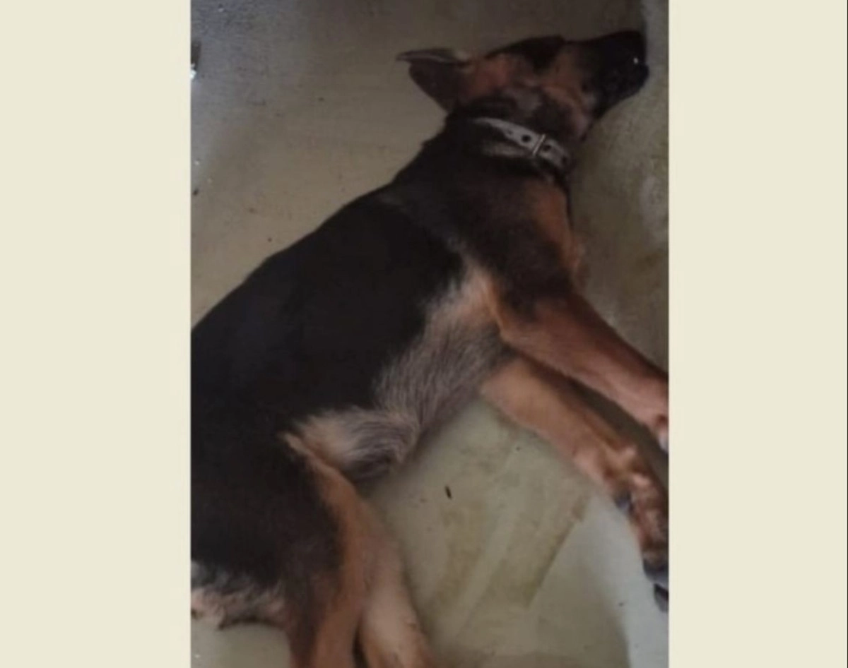 Фото: Патриот