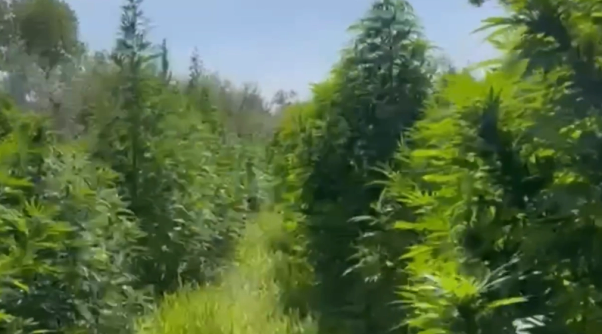 Фото: кадр из видео