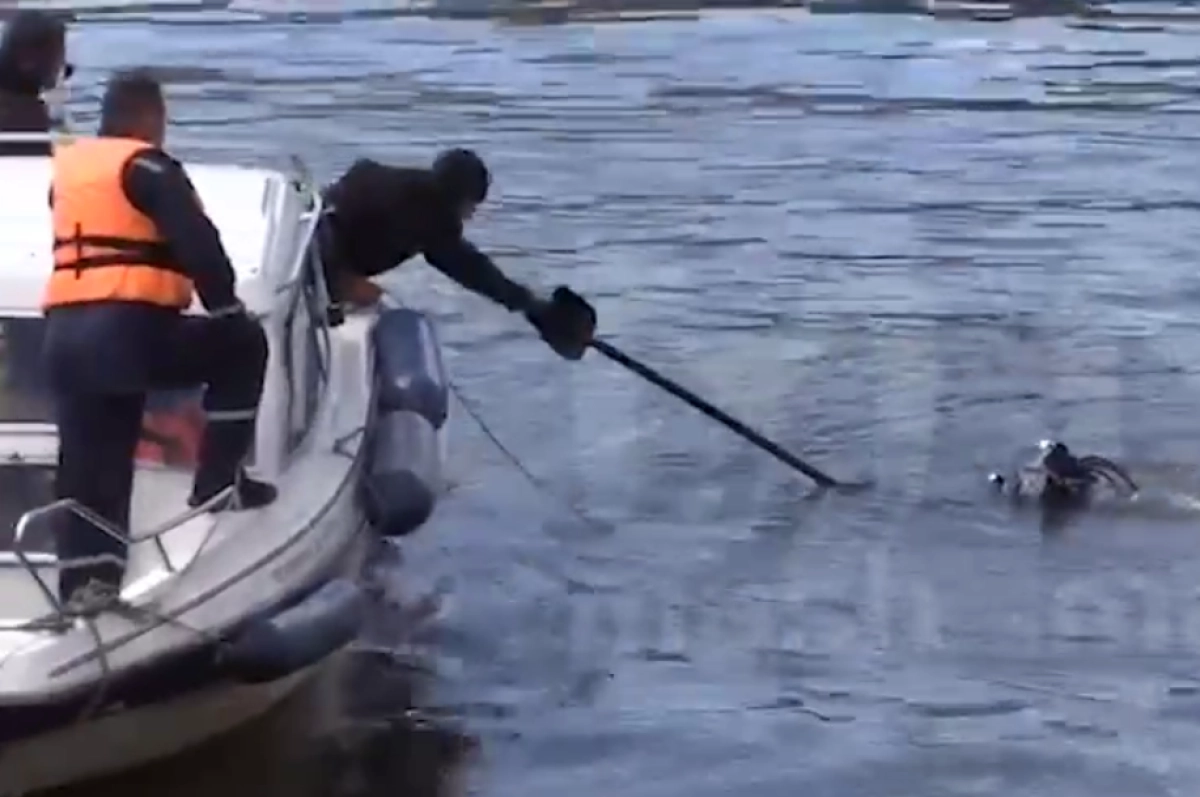 Кадр из видео/ Mash