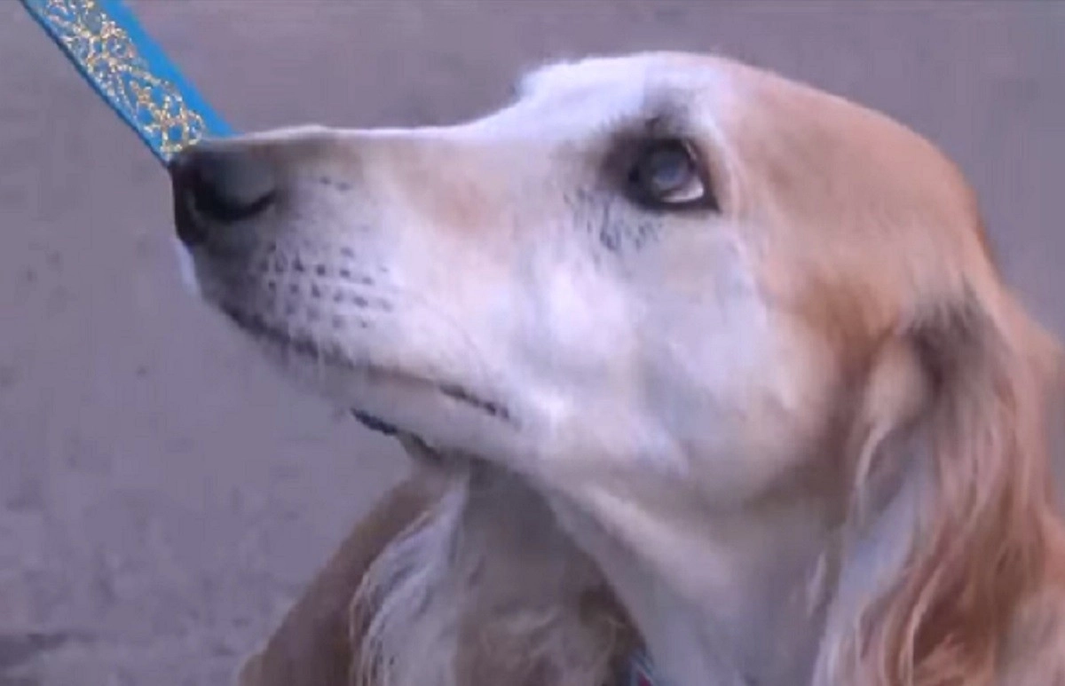 Кадр из видео