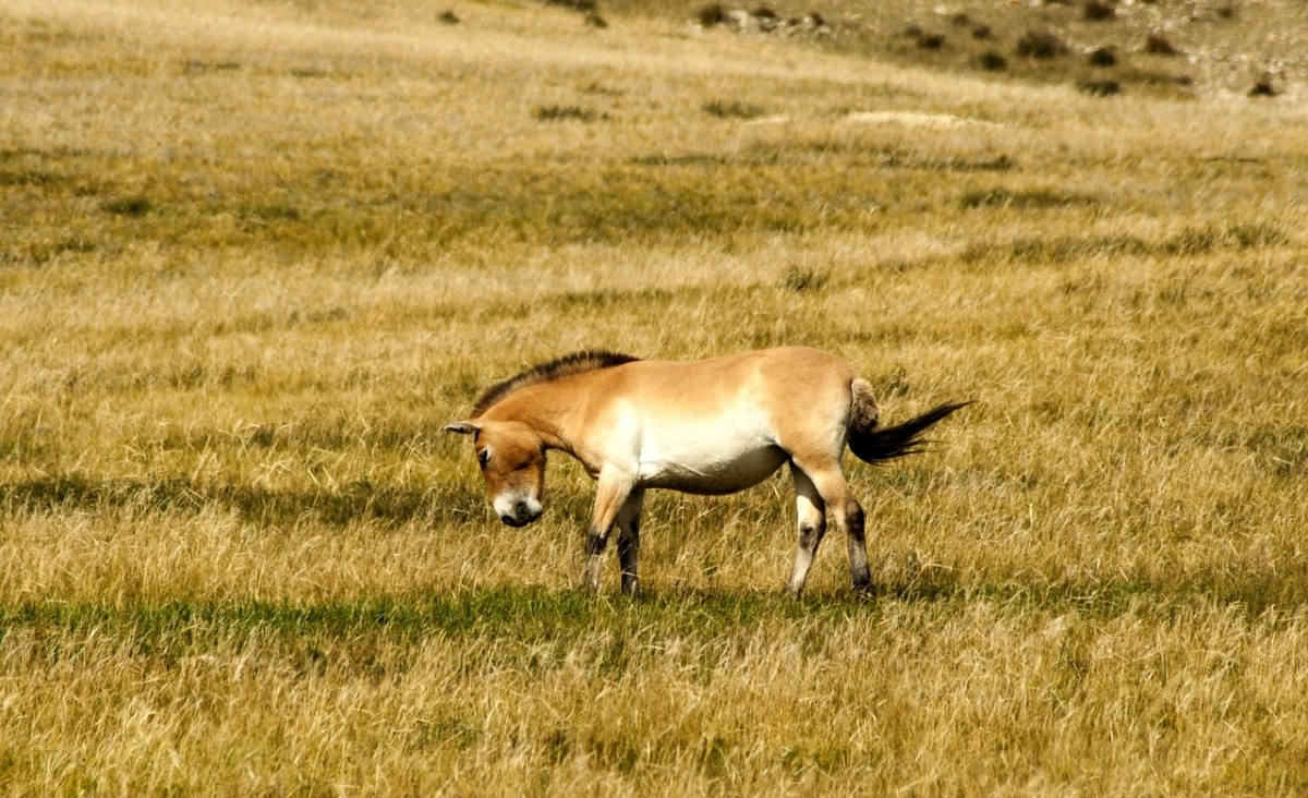 Фото: Pixabay.com