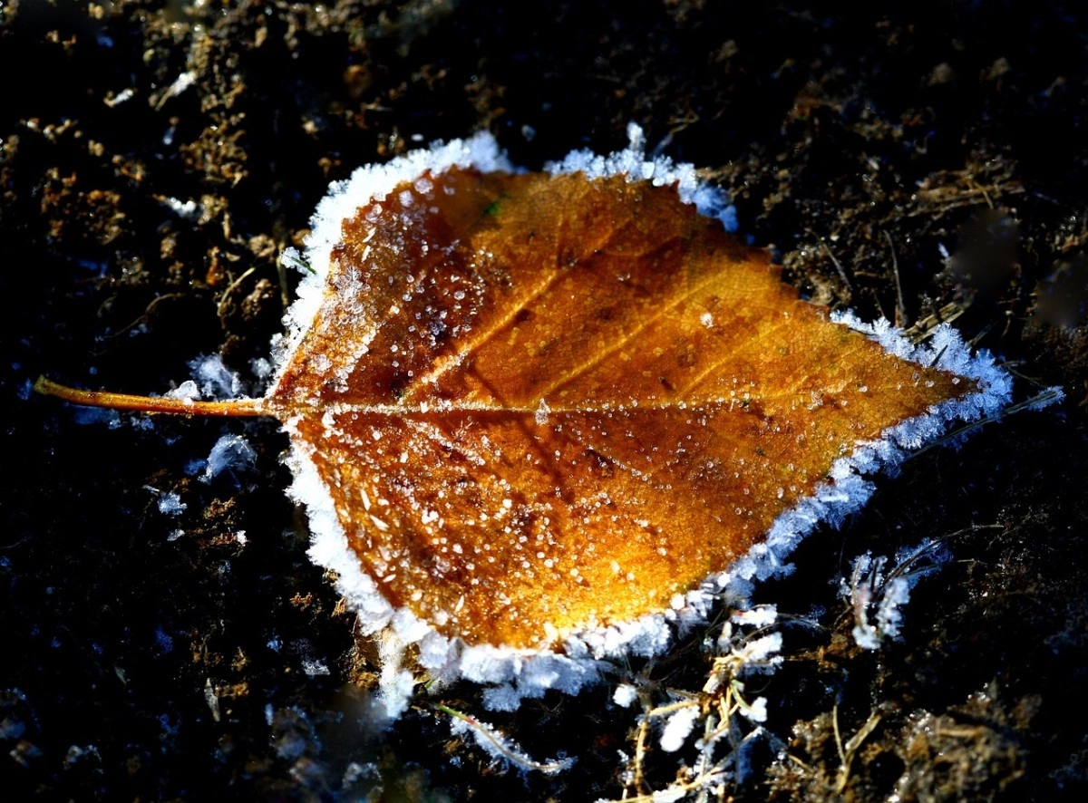 Фото: Pixabay.com