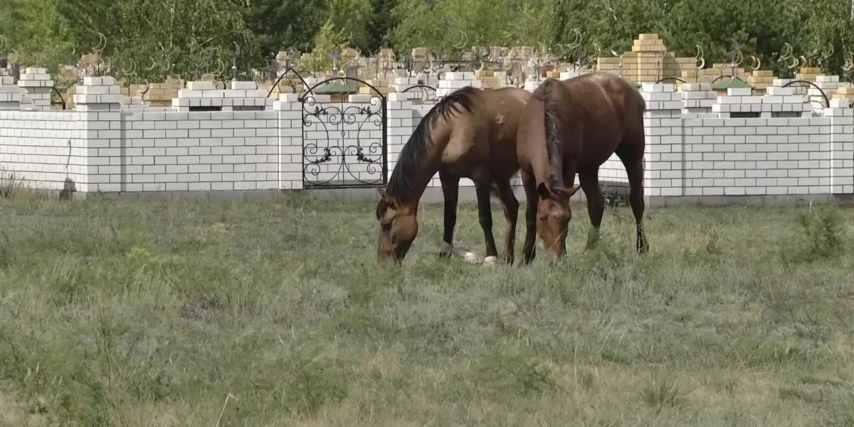 Кадр из видео