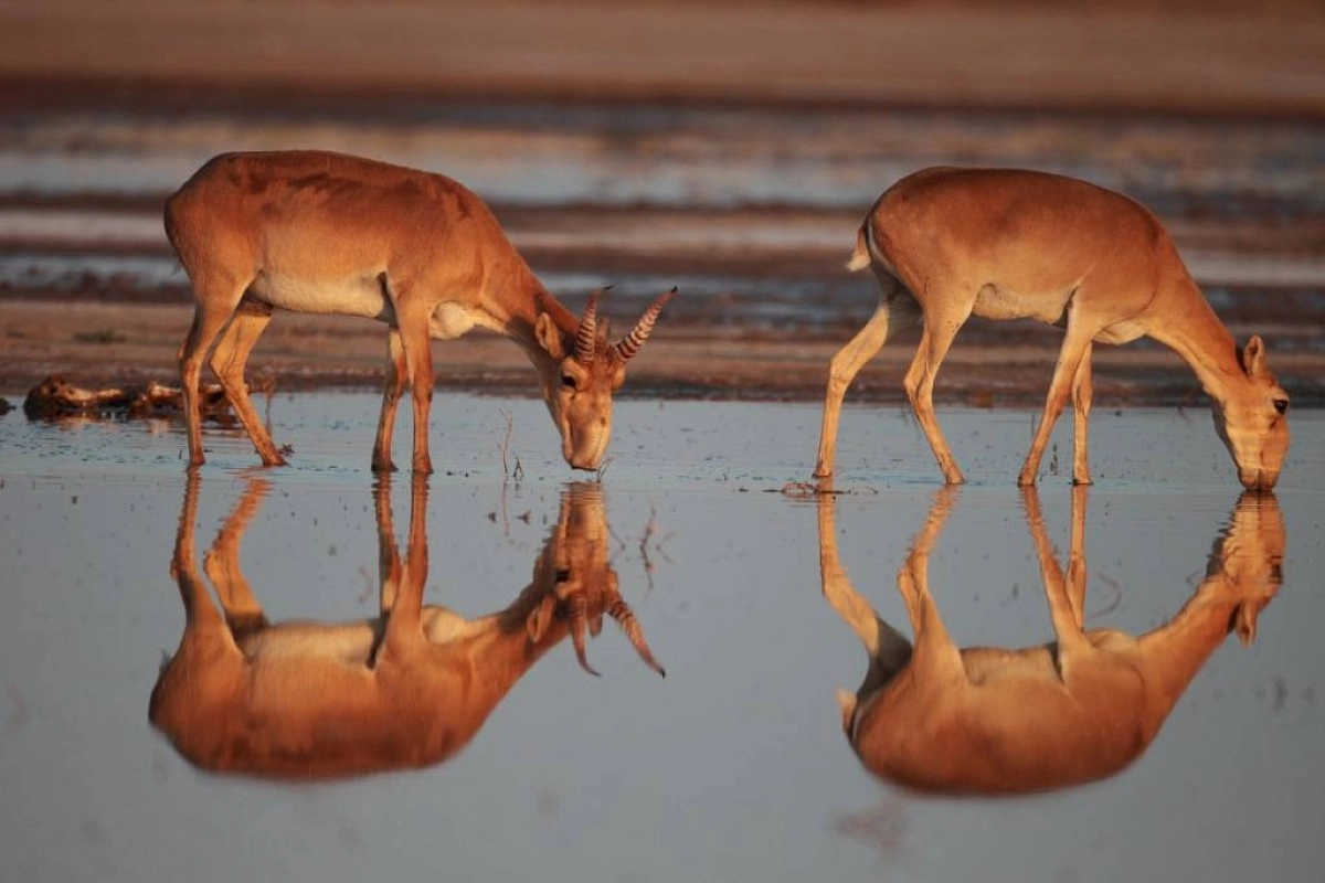 Фото с сайта aviales.kz