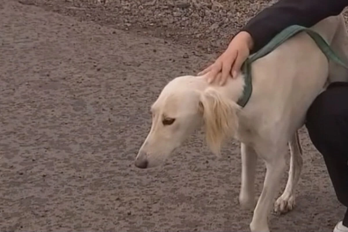 Фото: скриншот видео