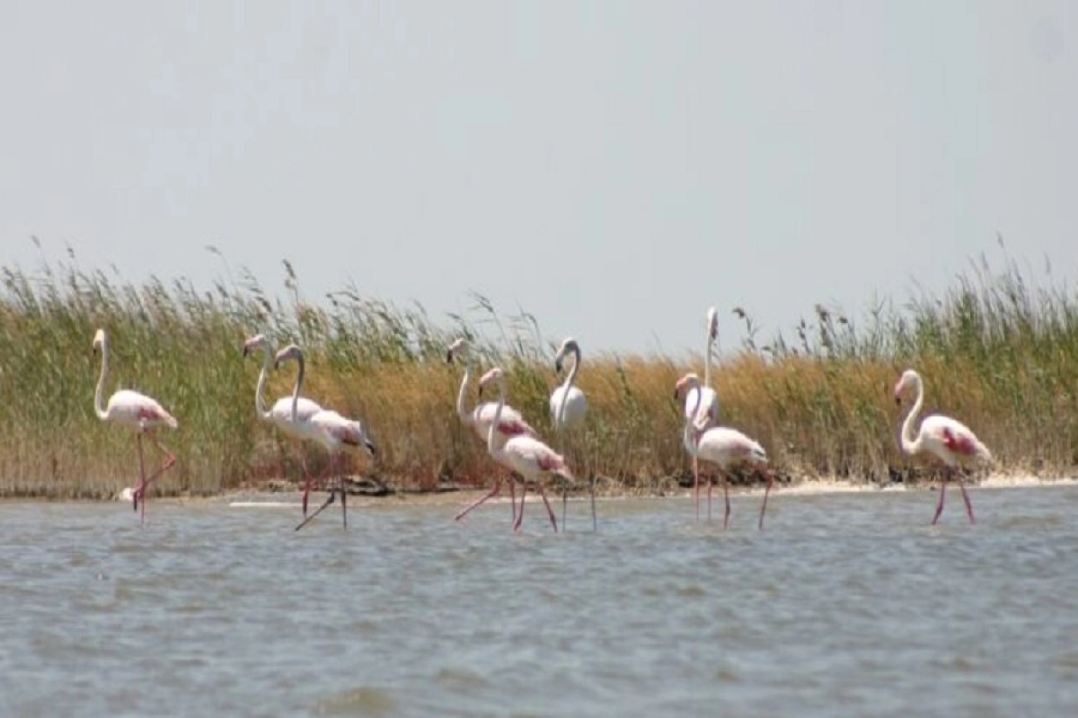 Фото: скриншот видео
