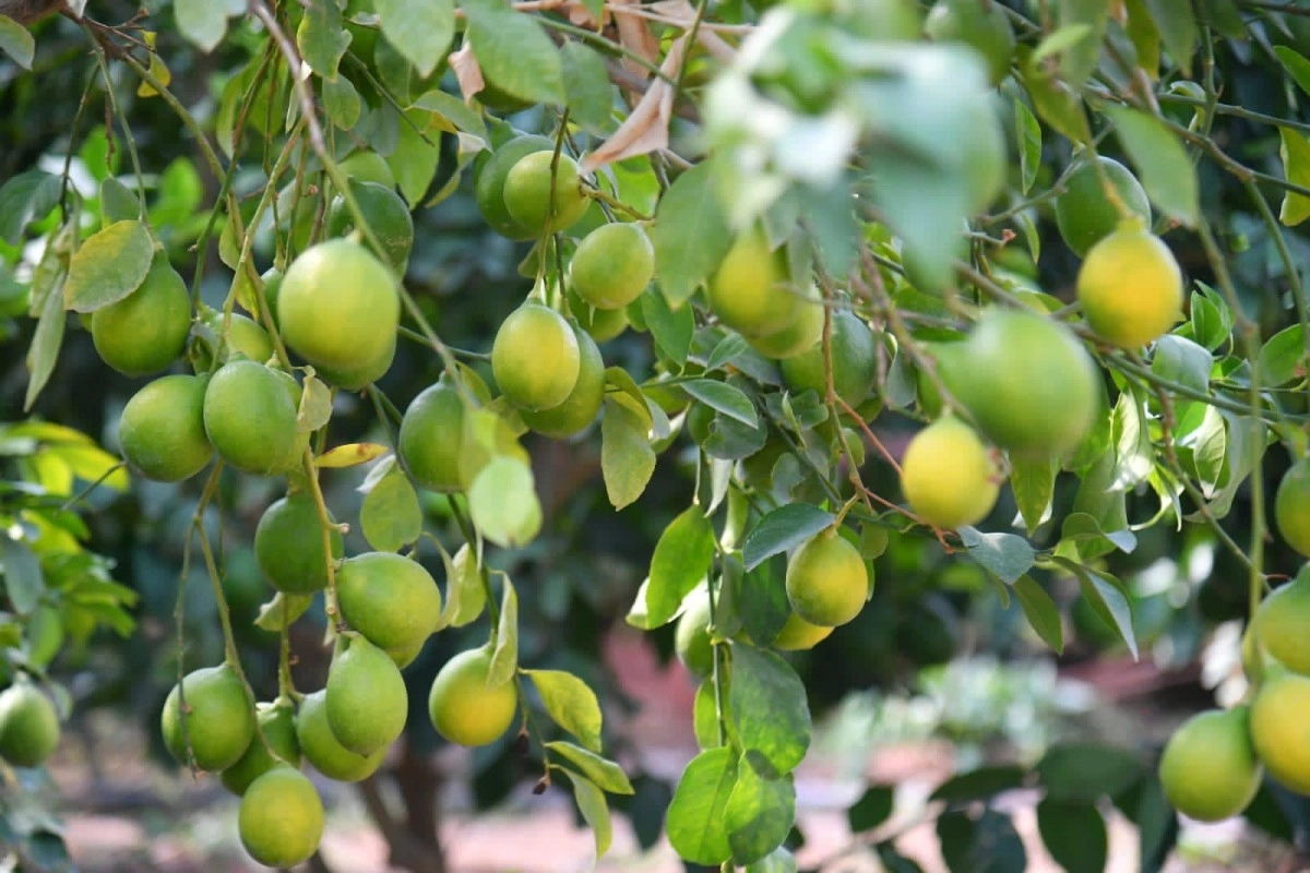 Фото: пресс-служба акима Туркестанской области