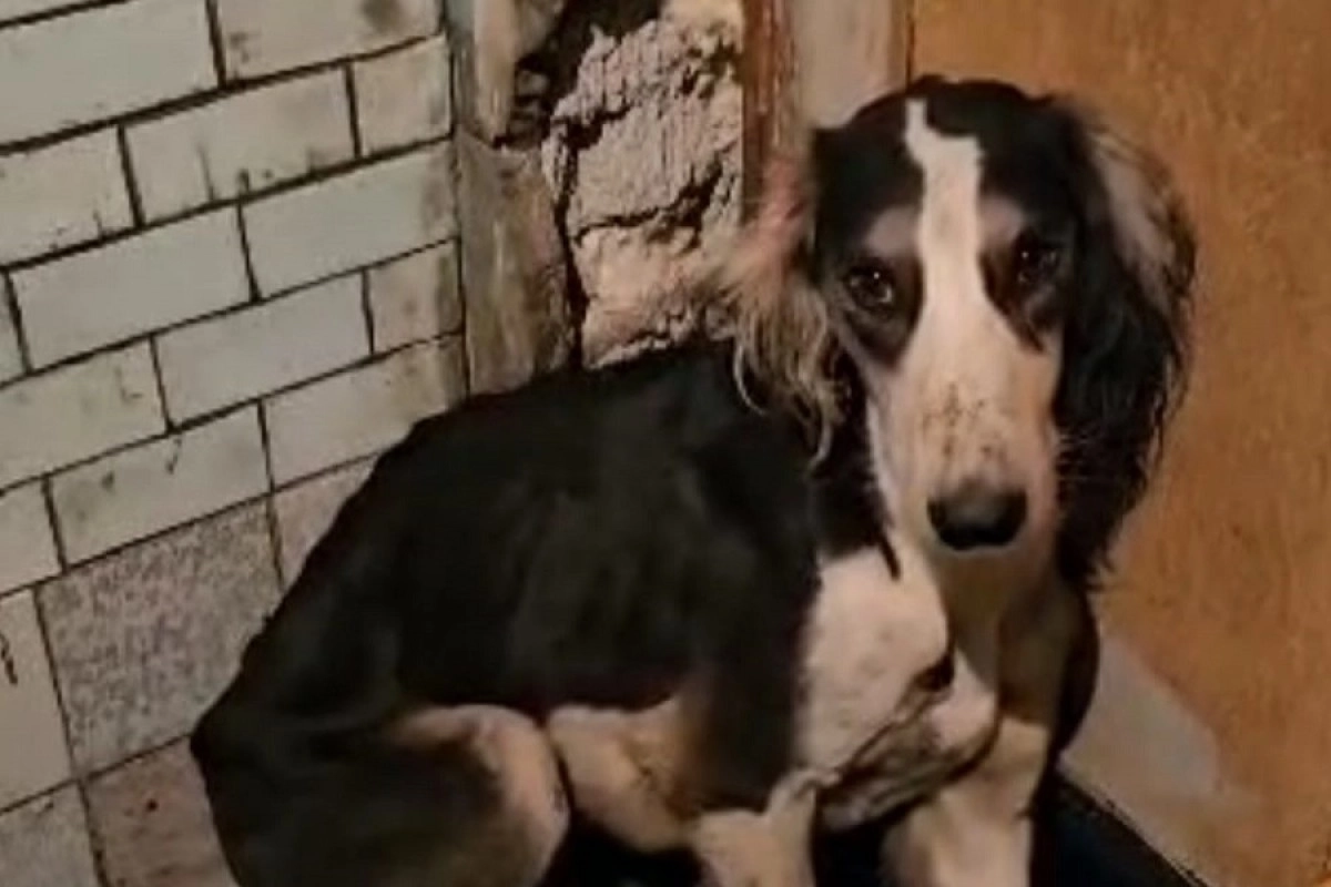 Фото: скриншот видео