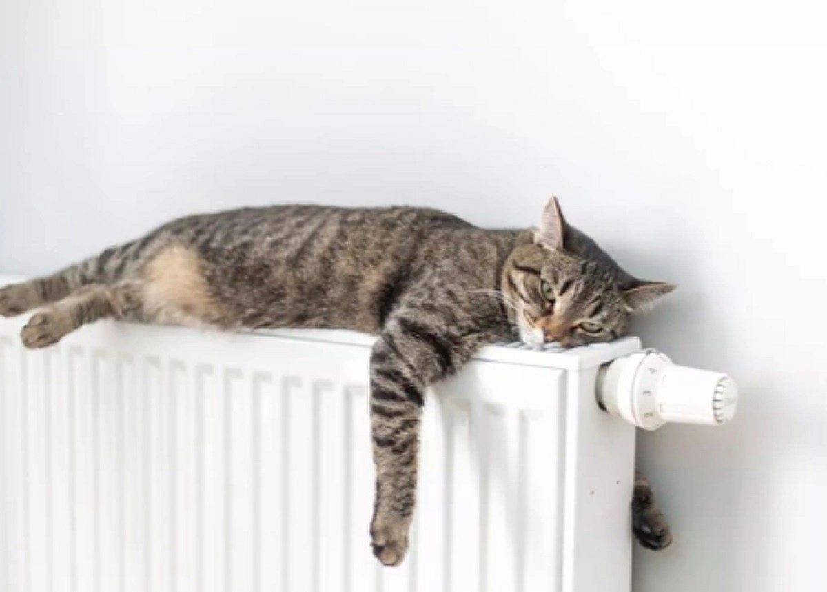 Фото: Sergey Malkov\shutterstock