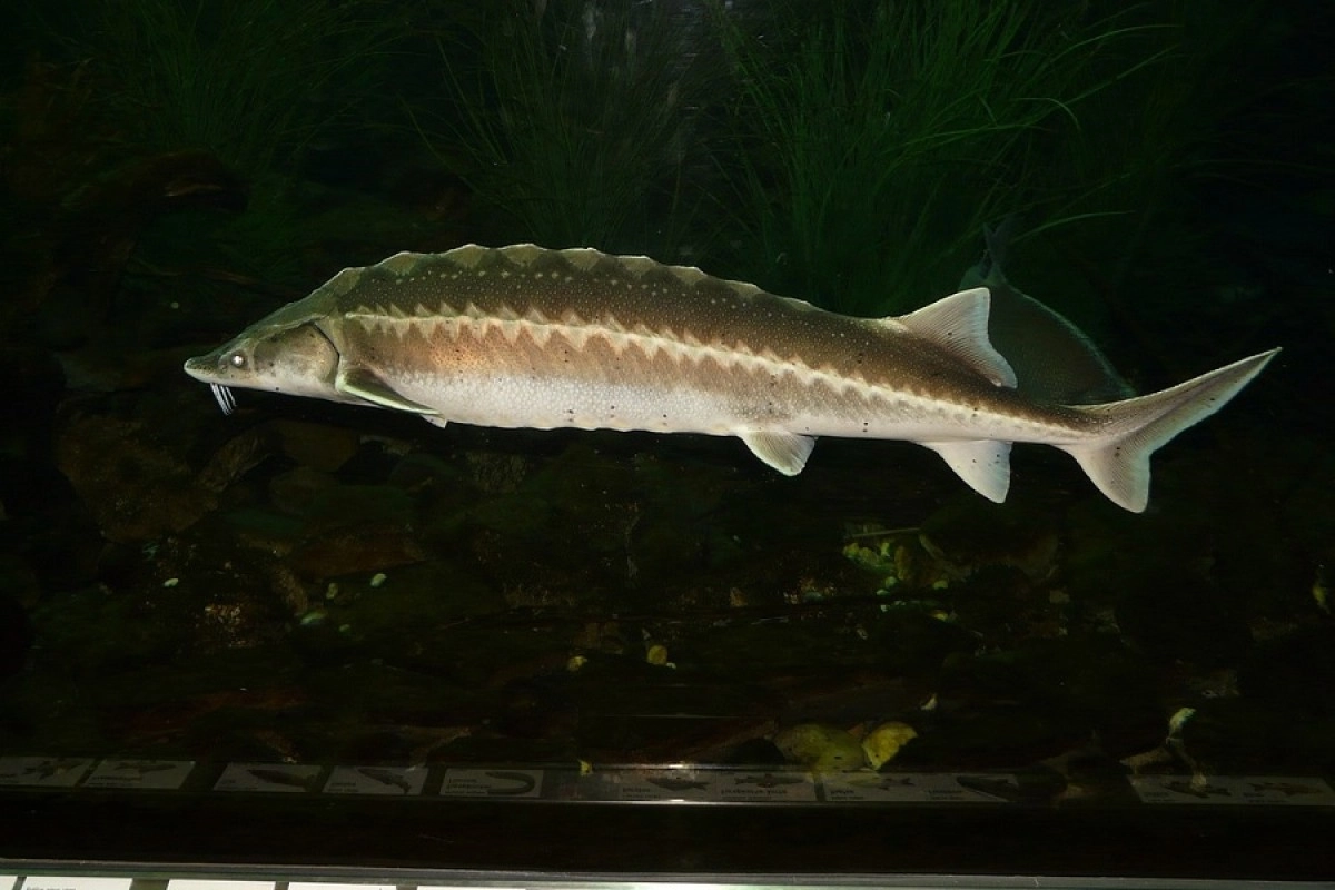 Фото: pixabay.com