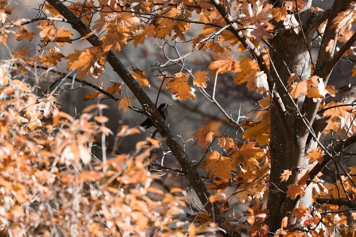 Фото: Pexels.com