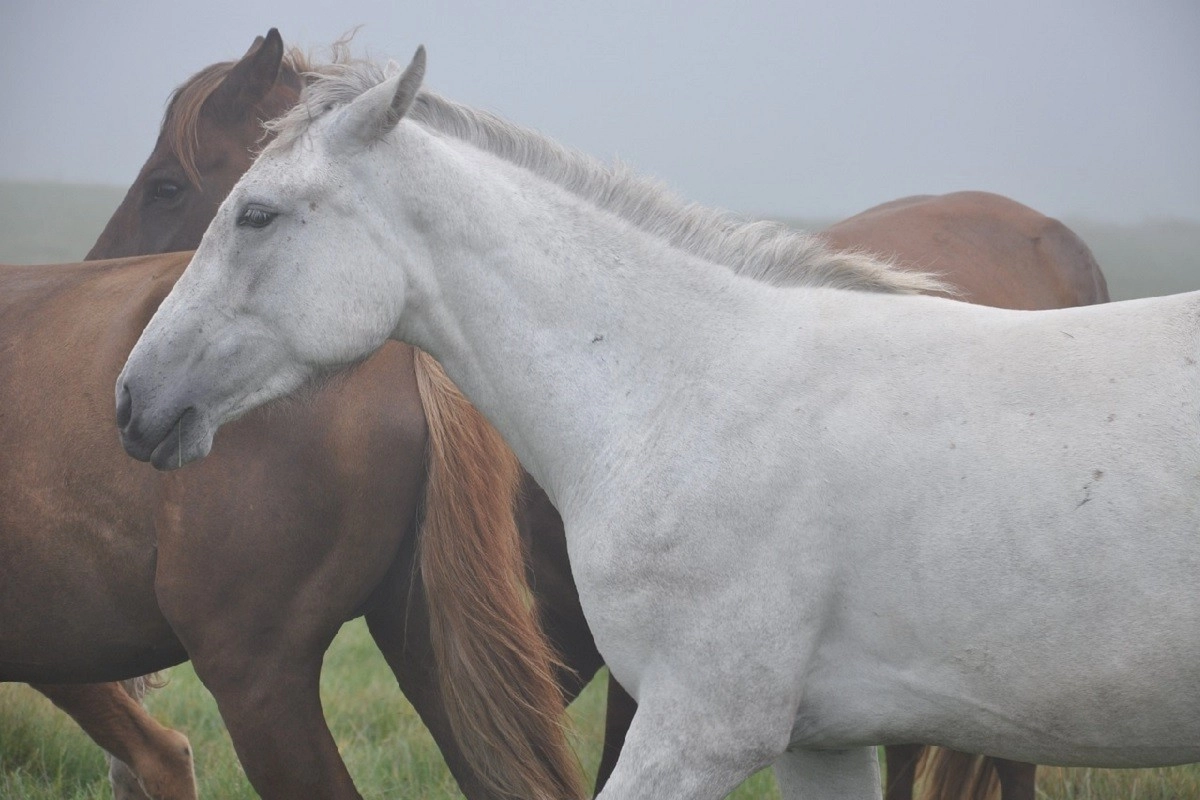 Фото: pixabay.com