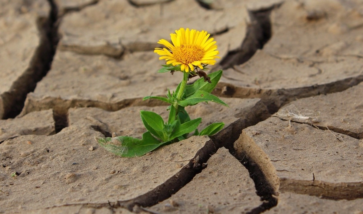 Фото: pixabay.com