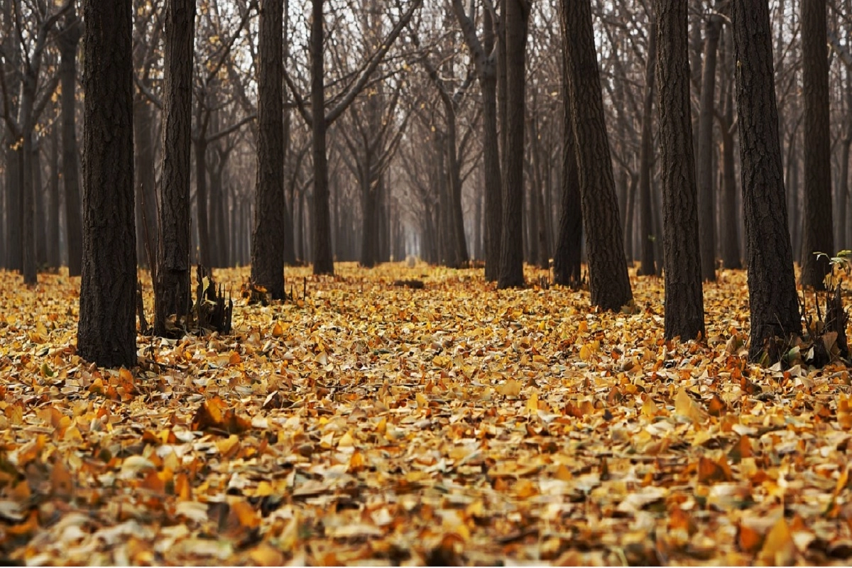 Фото: pixabay.com