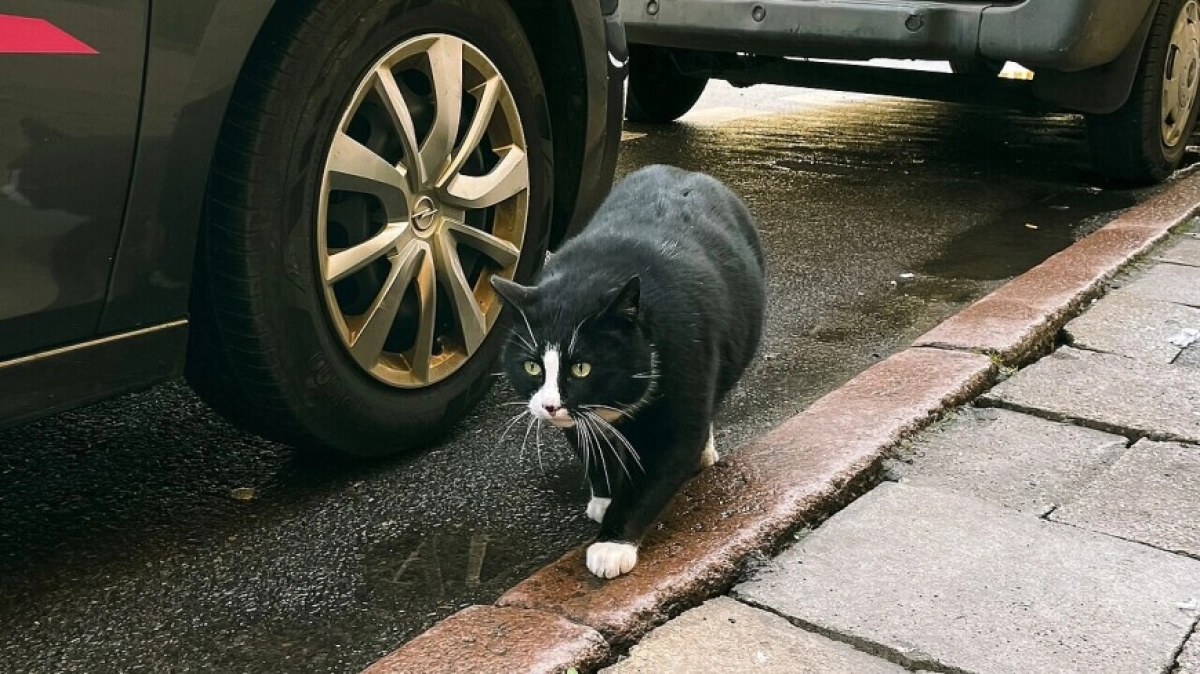 Главного кота польского города посадили на диету и удалили с онлайн-карт