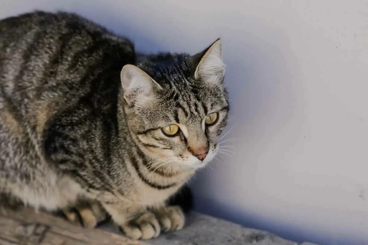 Фото: ИА «NewTimes.kz»