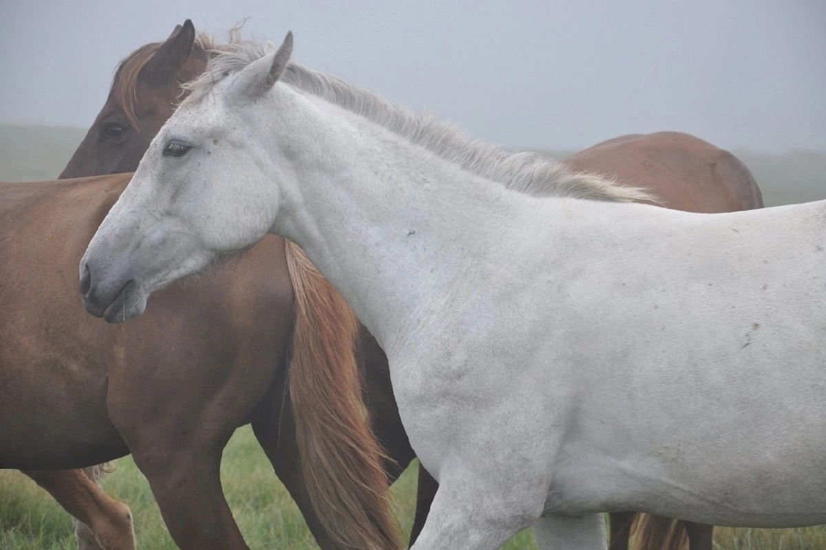 Фото: pixabay.com