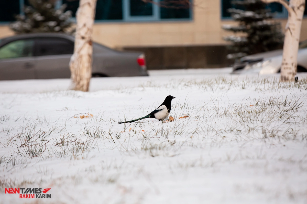 Фото: Newtimes.kz