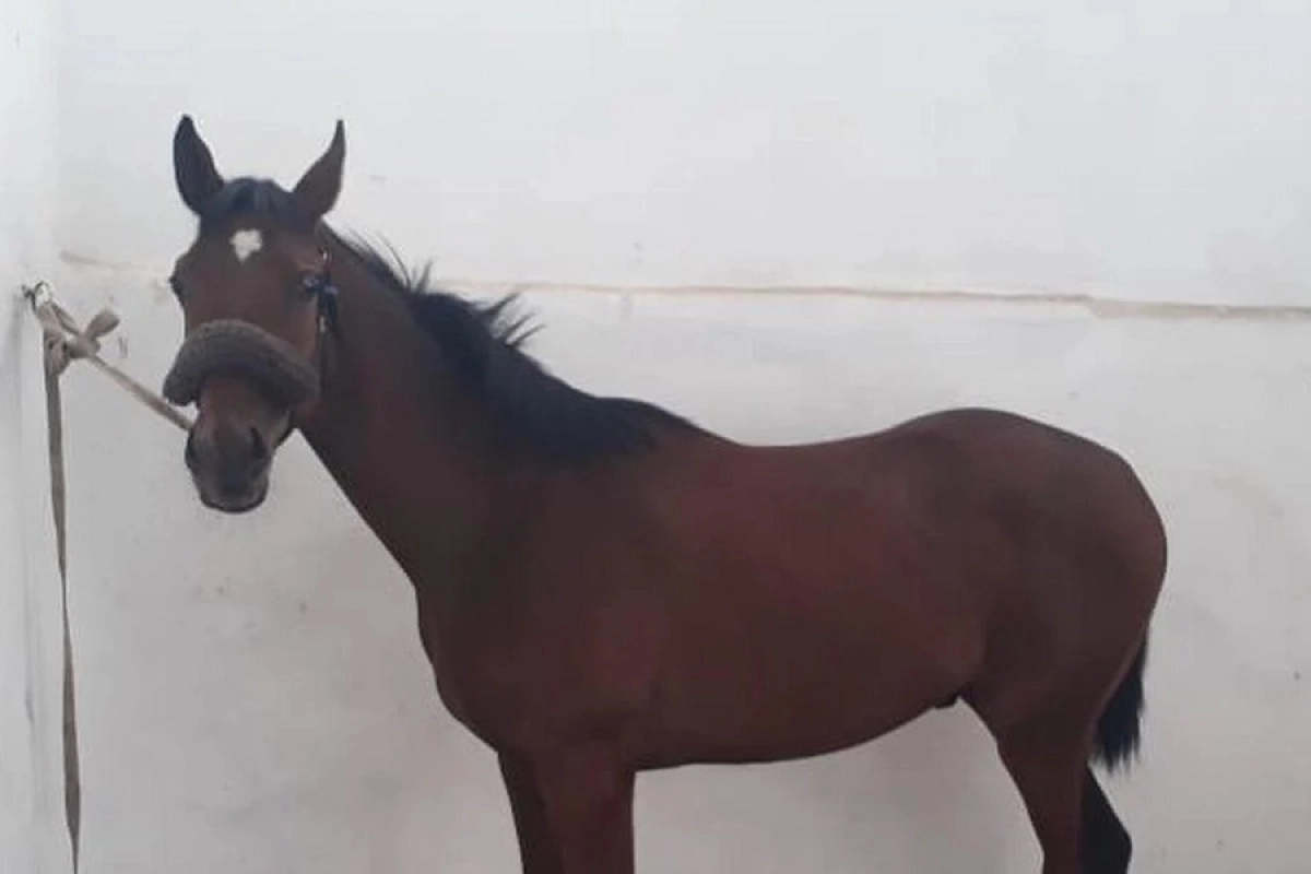 Фото: новости МВД РК