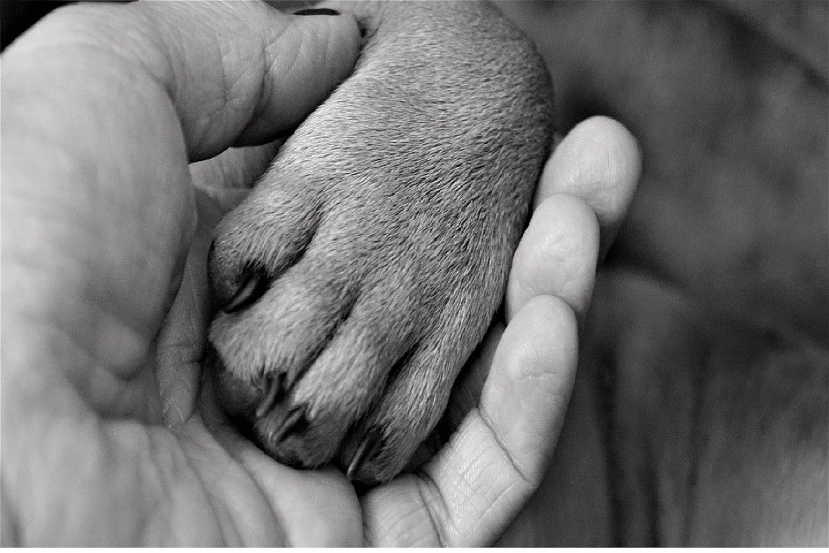 Фото: pixabay.com