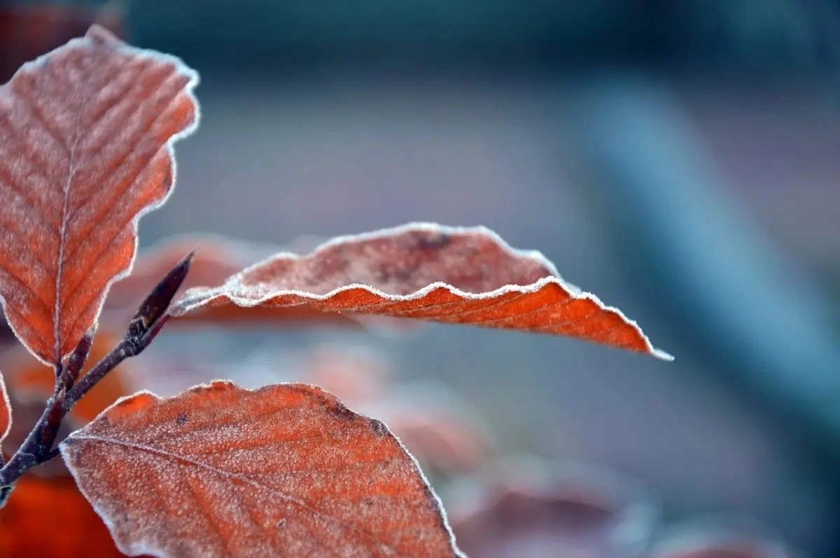 Фото: pixabay.com