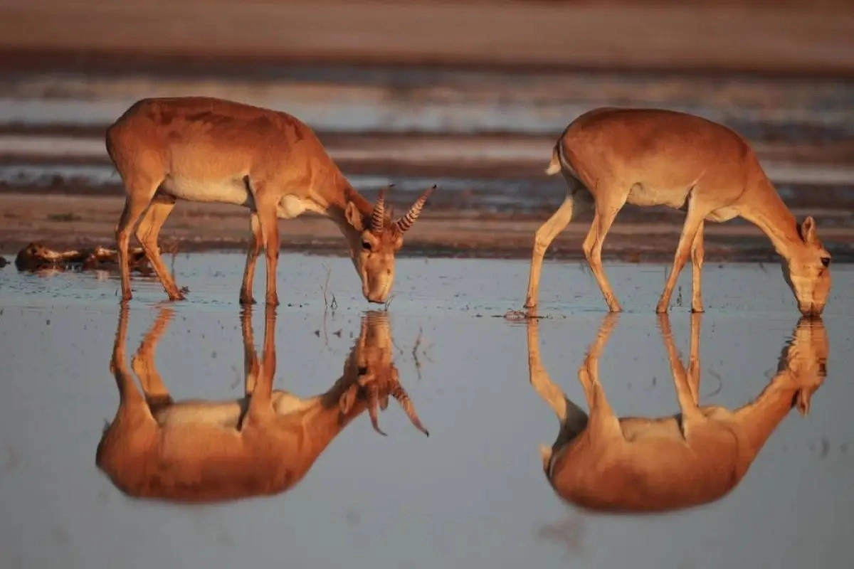 Фото с сайта aviales.kz