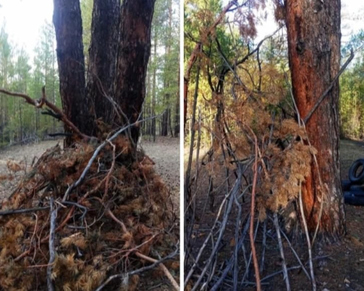 Фото: Facebok/ Глпр Семей Орманы