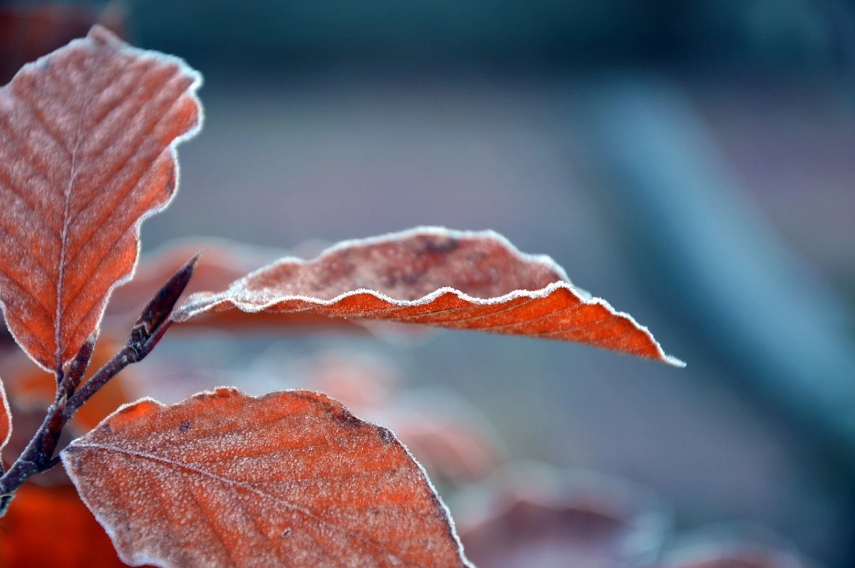 Фото: pixabay.com