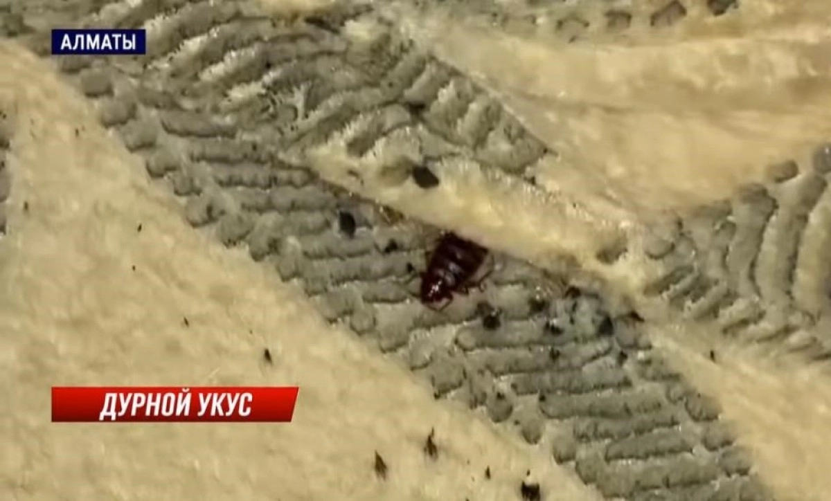 Фото: скриншот из видео