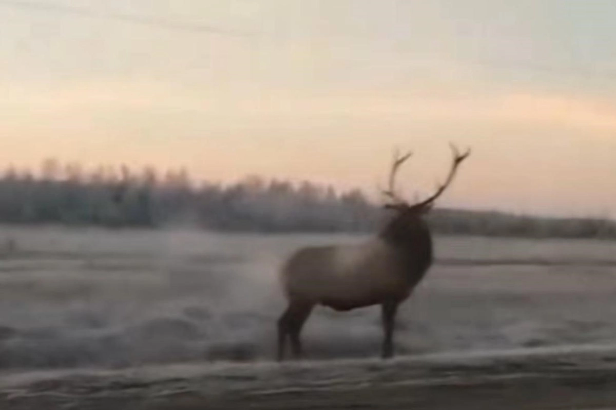 Фото: скриншот из видео