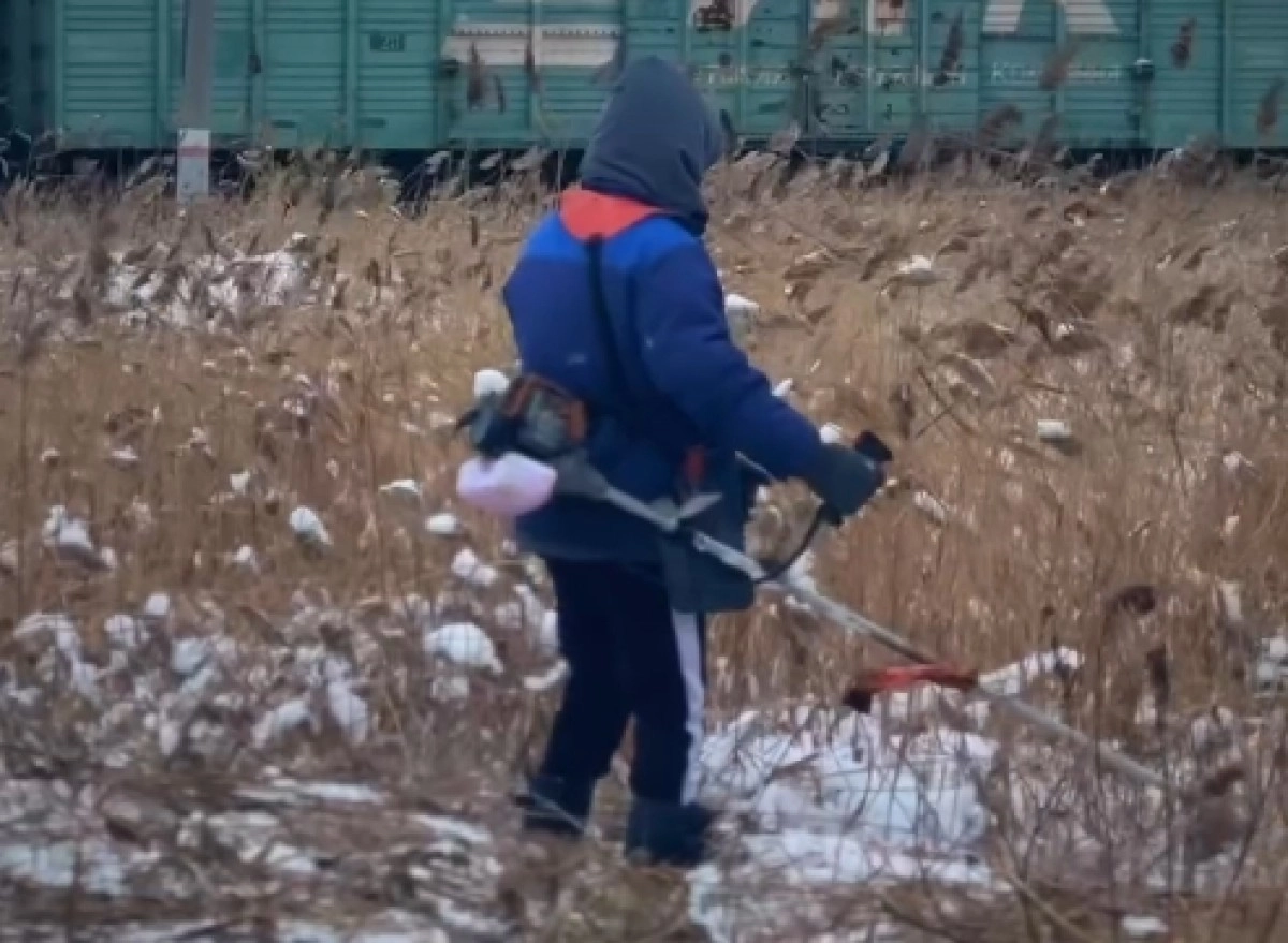 Снег косить. Косят снег. Коммунальщики триммеров косят снег. Костит под снегом траву. Чем косить камыш.