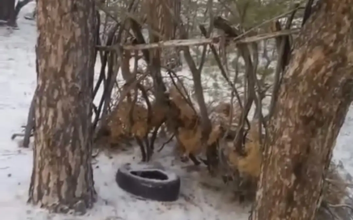 Фото: Instagram/ @oo_osa_semey__vko в