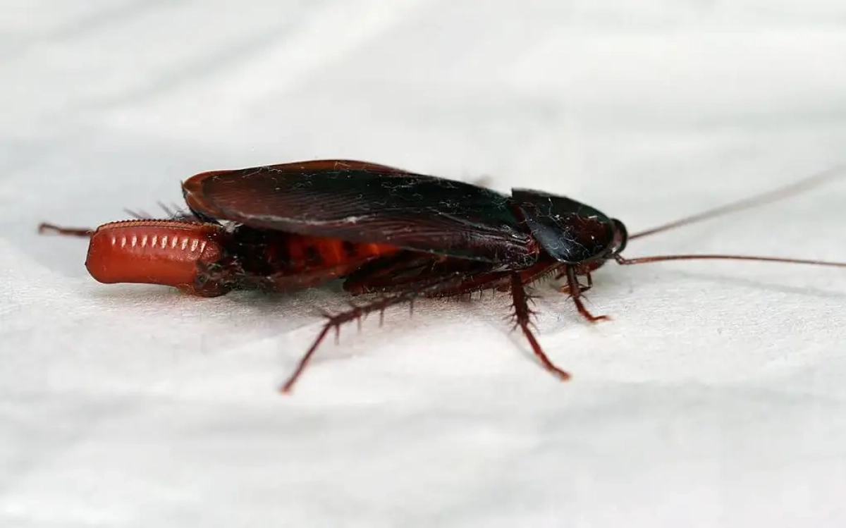 Фото: Toby Hudson/CC BY-SA 3.0/Wikimedia Commons