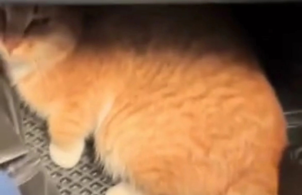 Фото: скриншот из видео