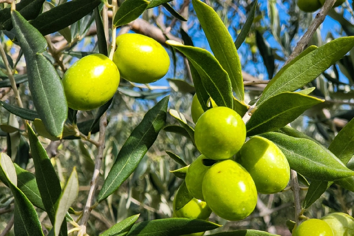 Фото: pixabay.com