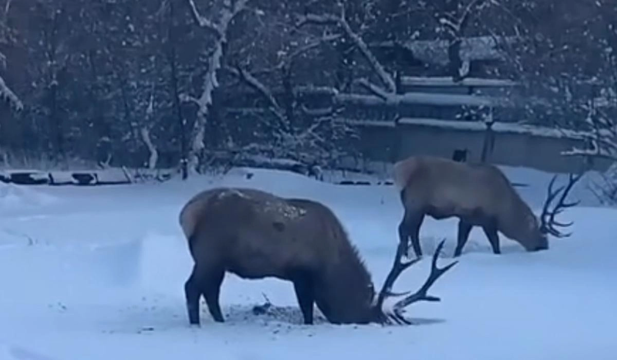 Кадр из видео