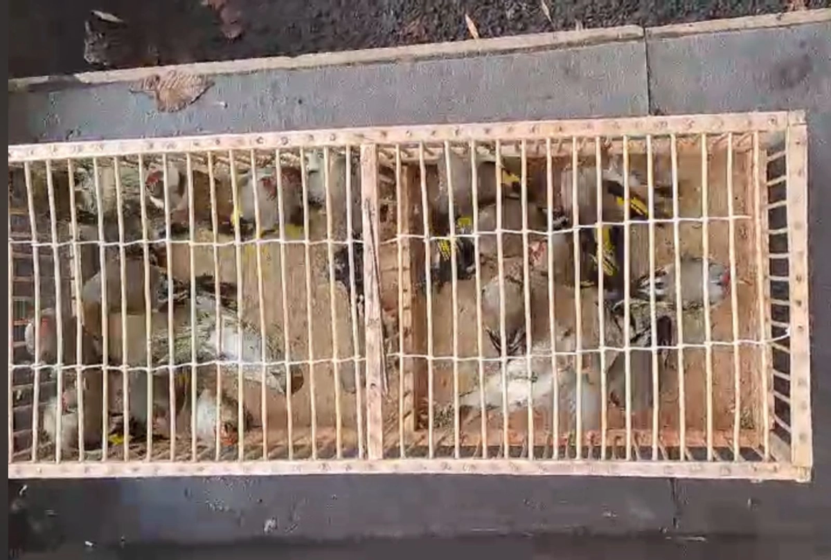 Фото: ДП Шымкента