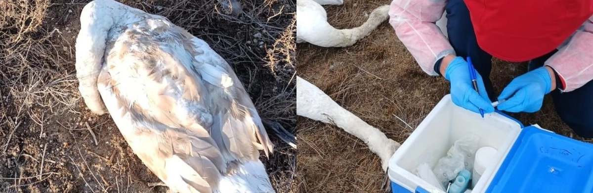 Фото: Устюртский государственный природный заповедник