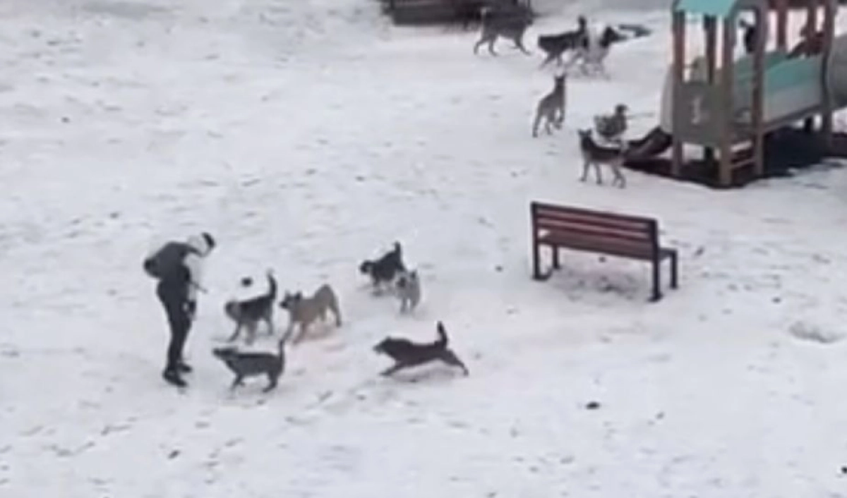 Фото: скриншот из видео