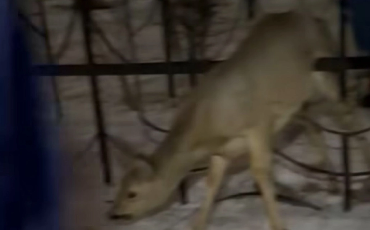 Фото: скриншот из видео