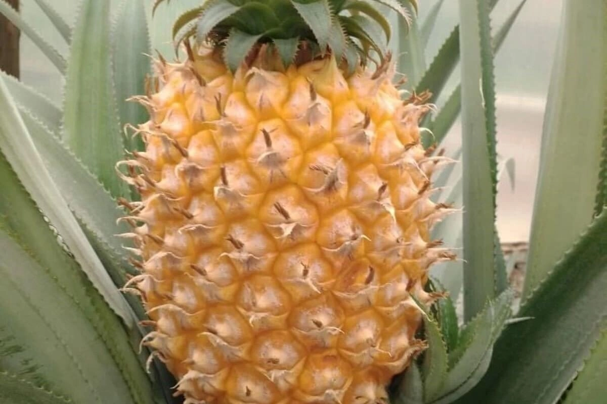 Фото: Aaltaynews.kz