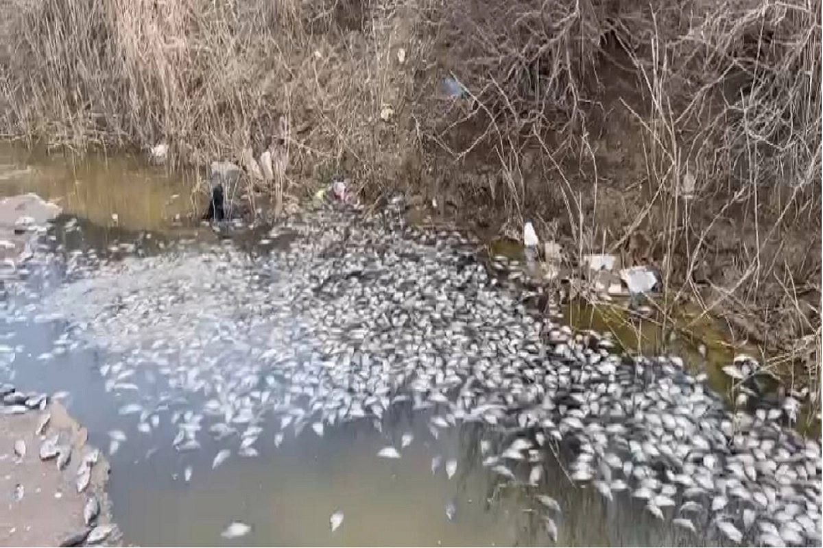 Фото: Telegram (Atyrau online)