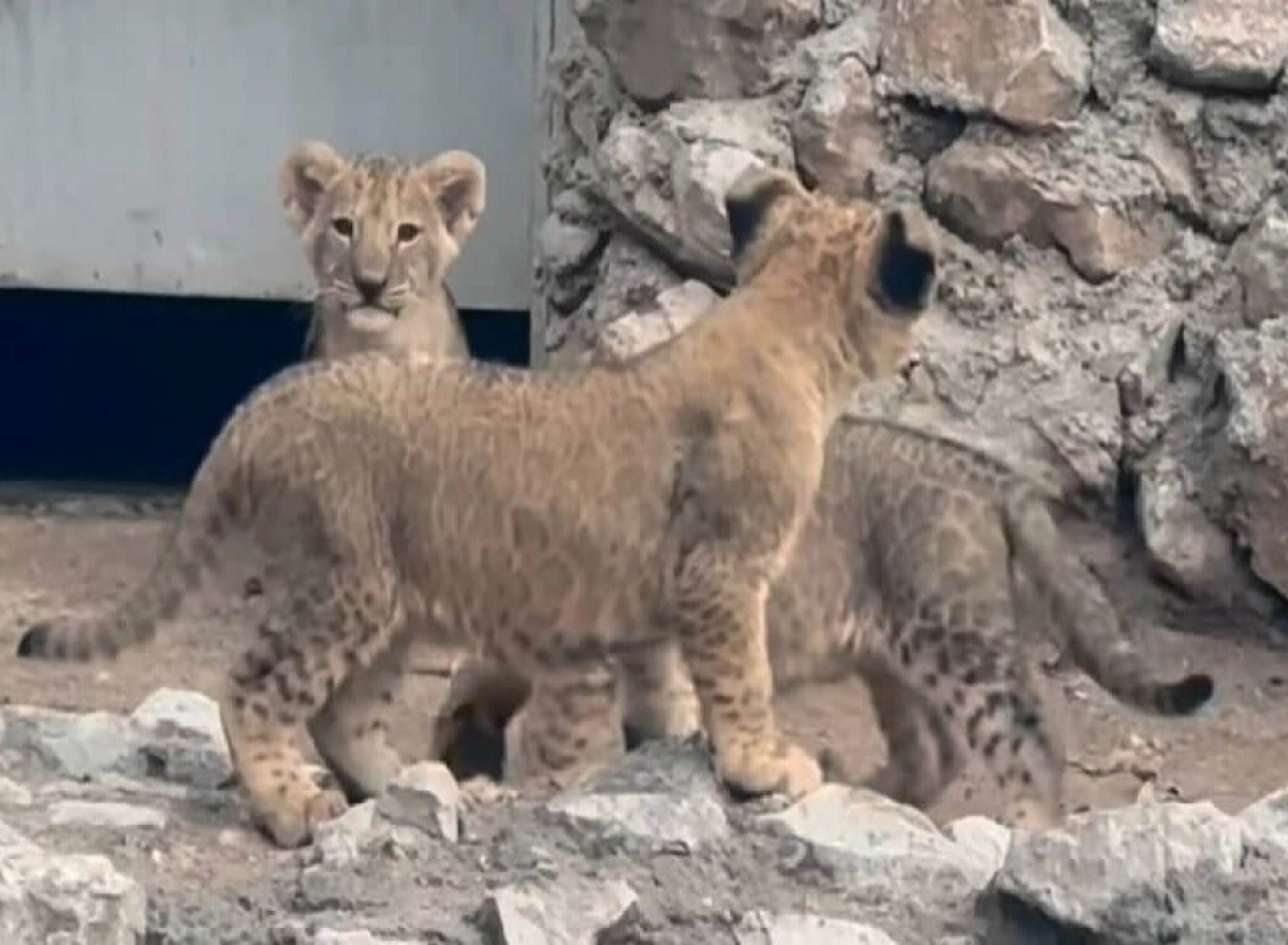 Фото: instagram.com/shymkentzoo