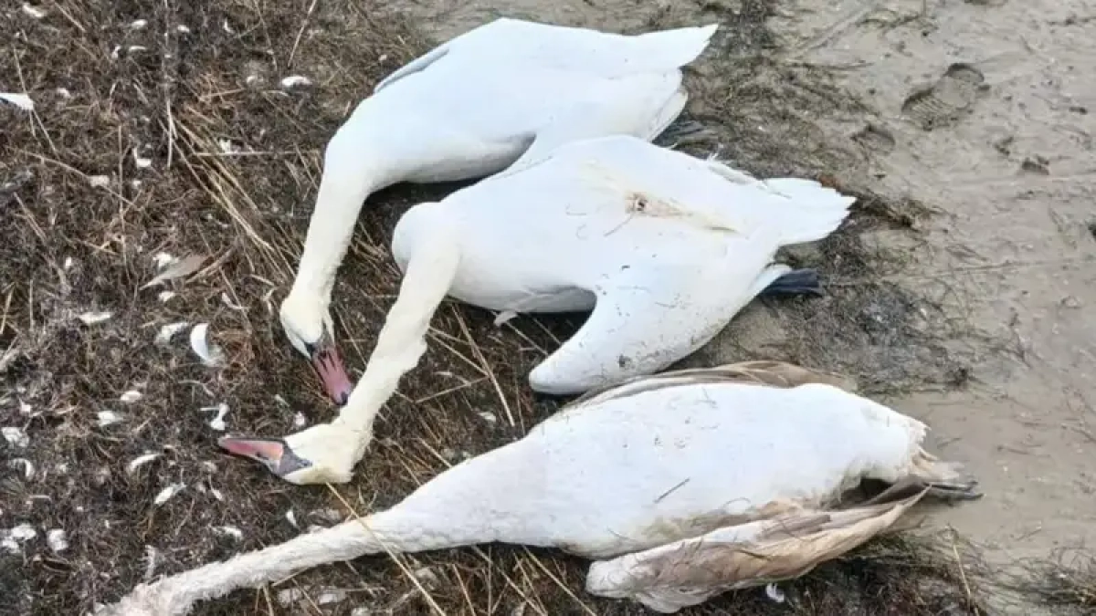 Фото: Маңғыстау орман шаруашылығы және жануарлар дүниесі аумақтық инспекциясы